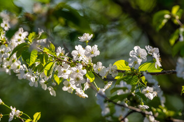 białe kwiaty drzewa owocowego ze zbliżeniem na gałąź © Henryk Niestrój