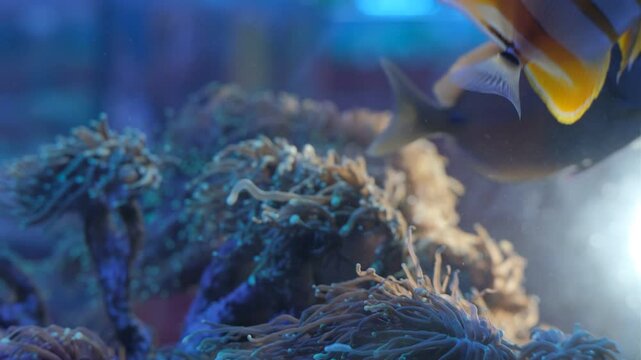 Chelmon saltwater fish in a reef aquarium