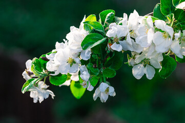 białe kwiaty drzewa owocowego ze zbliżeniem na gałąź © Henryk Niestrój