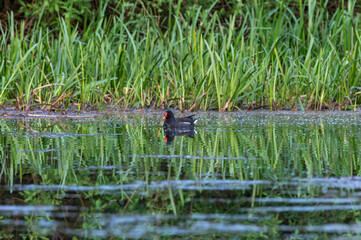 kokoszka wodna (Gallinula chloropus) na stawie w lesie