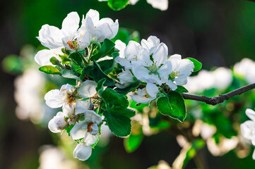 białe kwiaty drzewa owocowego ze zbliżeniem na gałąź © Henryk Niestrój