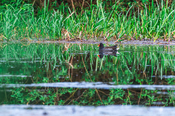 kokoszka wodna (Gallinula chloropus) na stawie w lesie