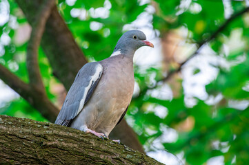 gołąb grzywacz (Columba palumbus) największy gołąb