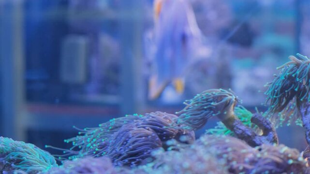 Chelmon saltwater fish in a reef aquarium