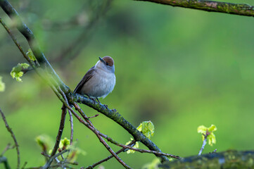 mały szary ptak z ciemną czapeczką - kapturka