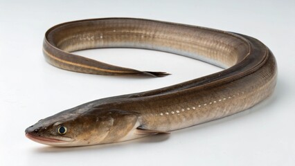 Obraz premium Conger Eel on studio background 