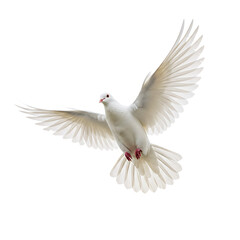 Obraz premium White Dove Flying with Wings Spread On Transparent Background
