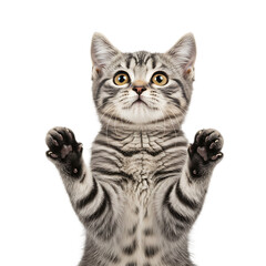 Fototapeta premium Curious Kitten Standing Up Isolated On Transparent Background
