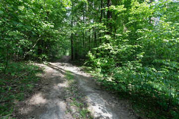 A sunlit trail winding through a lush, green forest