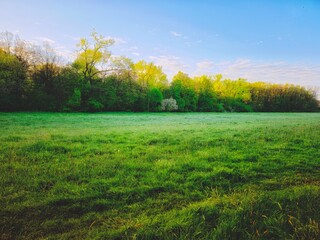 piękny słoneczny poranek na polanie w lesie © Henryk Niestrój