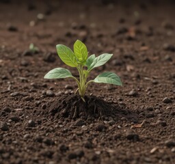 Bean seedling pushing through soil, showing cotyledons,  development,  plumule