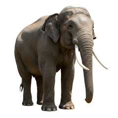 Obraz premium Majestic Elephant with Tusks On Transparent Background