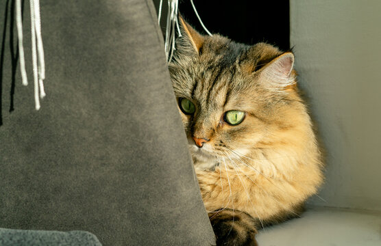 View of a domestic cat lying on a bar stool near a window in the sunlight - Powered by Adobe