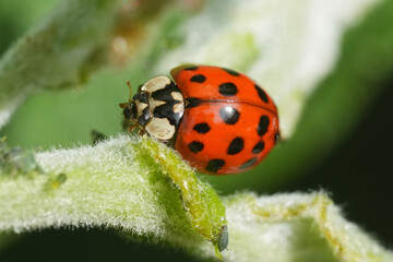 Obraz premium Close-up of an Asian ladybug perched on a green, fuzzy stem, showcasing its vibrant red shell with distinct black spots.