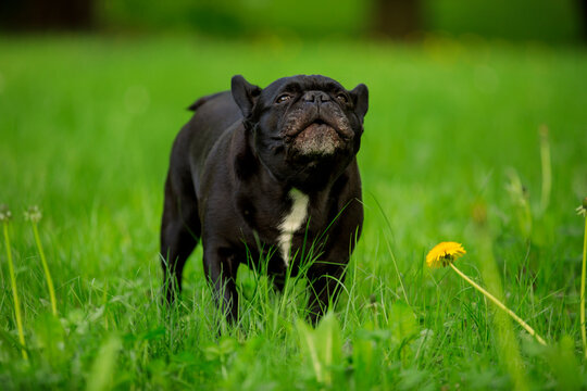 Portrait of black dog French Bulldog looking at camera against green grass outdoors