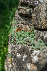Close-up of small resilient succulent plants growing between weathered stone wall crevices. Miniature sedum with fleshy green leaves contrasting against lichen-covered ancient stonework
