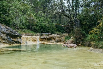 Weimaraner dog enjoying refreshing dip in secluded natural rock pool with crystal clear water....