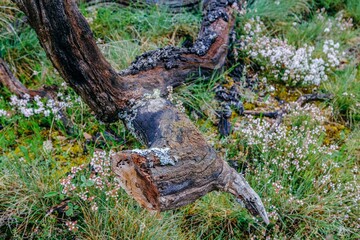 Weathered twisted tree root with lichen growing among delicate white wildflowers and green grass. Close-up of gnarled old wood texture in mountain meadow ecosystem of Aragonese Pyrenees, Huesca