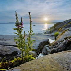 Herbaceous plant Fireweed (Epilobium angustifolium) at sunset on the shore of Ladoga lake, Karelia, Russia