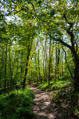 Waldweg mit gesäumt von Bäumen mit grünen Blättern.