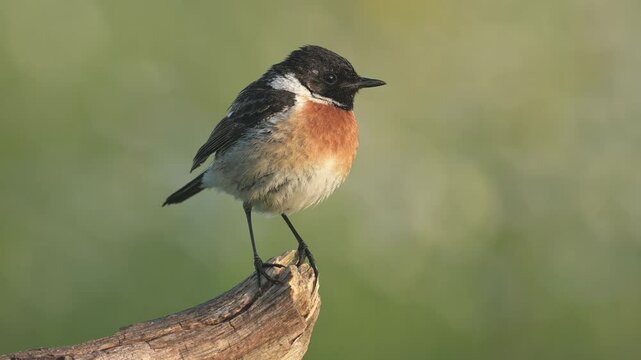 European stonechat saxicola rubicola bird songbird wildlife nature predator cock o the north, beautiful animal mountain finch, animal, bird watching ornithology, flower bud fauna wildlife Europe