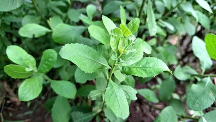 Fresh Indian Camphorweed Foliage – Close-Up of Traditional Herbal Plant Pluchea Indica for Natural Wellness and Botanical Concepts	