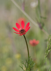 Red-flowered wild plant. Large pheasant's-eye in the countryside.  Adonis flammea.