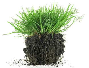 Green clump of meadow grass with roots in black soil isolated on a white background. Grass with...