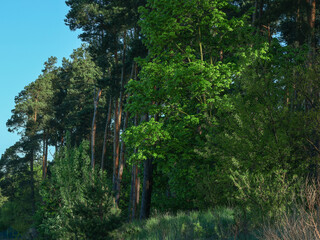 Part of a strip of forest, dense, green, a piece of blue sky is visible