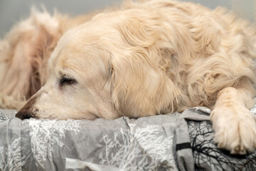 Cute golden retriever dog resting peacefully on cozy bed, sleepy eyes big nose, indoor pet lifestyle, calm and relaxing moment, perfect for home comfort and animal lovers. Pet ownership and friendship