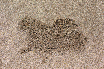 A small crab digging out sand pellets to make its burrow, forming beautiful patterns. Alas Purwo Beach, Banyuwangi, Java Timur