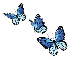 blue  flock lucky monarch BUTTERFLY