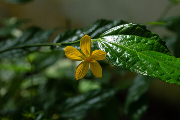 Bright yellow flower blooming on lush green leaves in a natural environment under soft sunlight