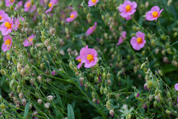 Colorful purple flowers bloom in a lush green garden during springtime, showcasing nature's beauty and vibrant colors