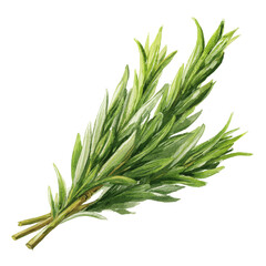 Fototapeta premium Fresh Watercolor Rosemary Sprig - Culinary Herb Illustration