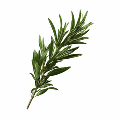 Fototapeta premium Fresh Sprig of Rosemary Herb Isolated on Grey Transparent background