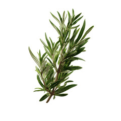 Fototapeta premium Fresh Rosemary Sprig Isolated on Green Transparent background
