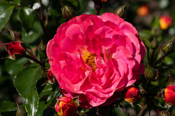 Bright pink rose in full bloom surrounded by green foliage in a sunny garden setting