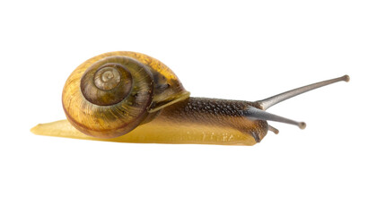 Snail's slow journey