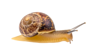 Snail in Motion