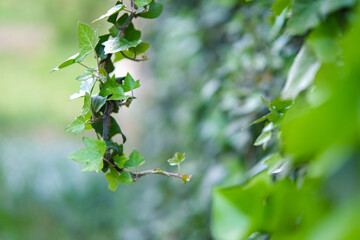 A branch of ivy on a green background on the street.