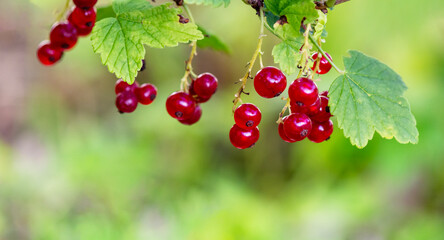 Macro shot of ripening red currant berries. High quality photo
