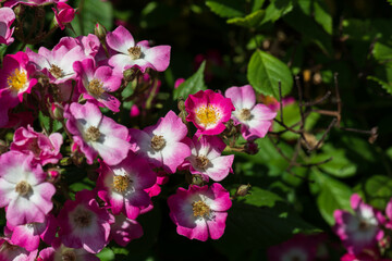 Vibrant pink flowers bloom in a lush garden enhancing natural beauty during springtime
