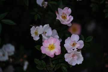 Beautiful blooming flowers in various shades of pink and white against a dark background
