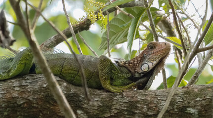 Green Iguana (Iguana iguana) resting on tree branch surrounded by dense tropical foliage, Costa Rica