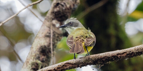 Gray-capped Flycatcher perched on mossy branch in tropical forest, Costa Rica