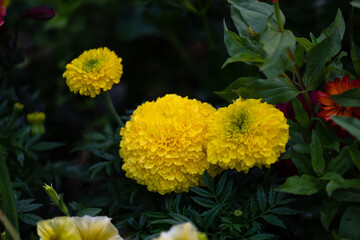 Yellow marigold flowers blooming vibrantly in a lush garden during sunny daytime