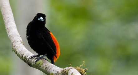Passerini's Tanager (Ramphocelus passerinii) perched on tree branch with bright red plumage, Costa Rica