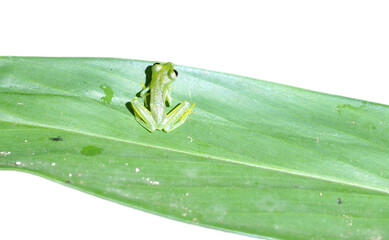 Small glass frog from above on green tropical leaf, isolated background, Costa Rica