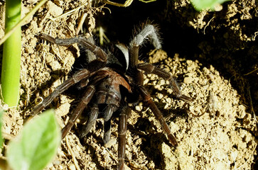 Large ground-dwelling tarantula emerging from its burrow on dry forest soil, Costa Rica